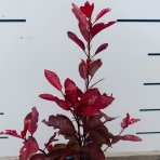 Okrasná slivka (Prunus × cistena) - výška 30-40 cm, kont. C3L